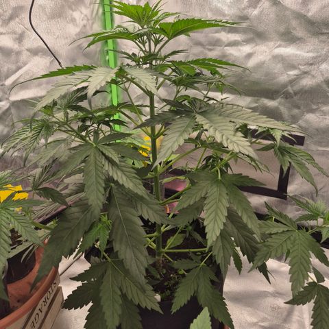 🌅Sherbi photo, blue sunset sherbert, Barneys farm  growlog timeline photo
