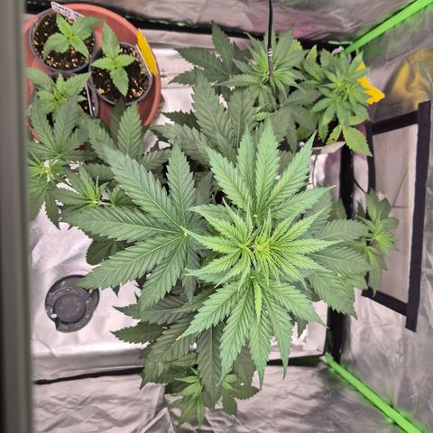 🌅Sherbi photo, blue sunset sherbert, Barneys farm  growlog timeline photo
