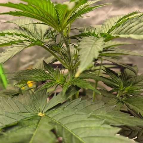 🌅Sherbi photo, blue sunset sherbert, Barneys farm  growlog timeline photo