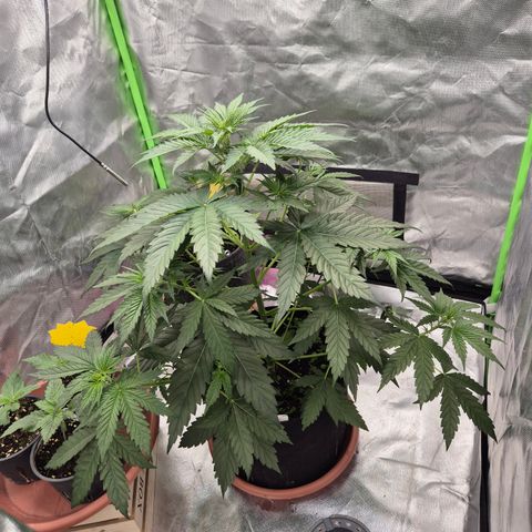 🌅Sherbi photo, blue sunset sherbert, Barneys farm  growlog timeline photo