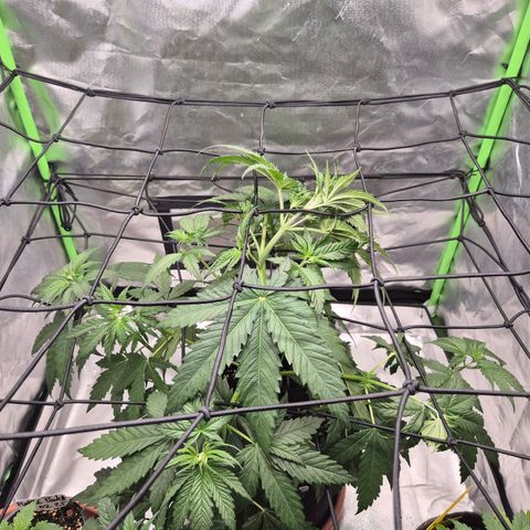 🌅Sherbi photo, blue sunset sherbert, Barneys farm  growlog timeline photo