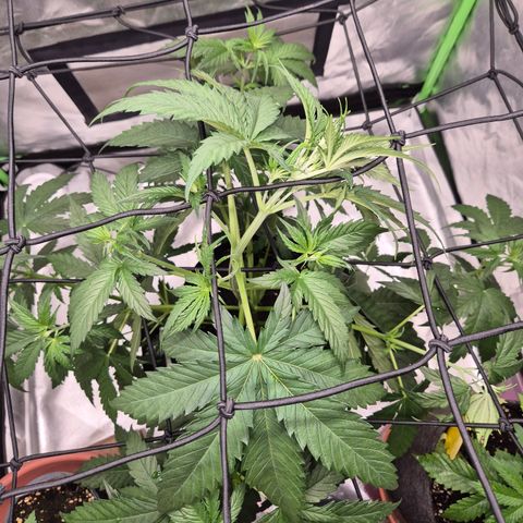 🌅Sherbi photo, blue sunset sherbert, Barneys farm  growlog timeline photo