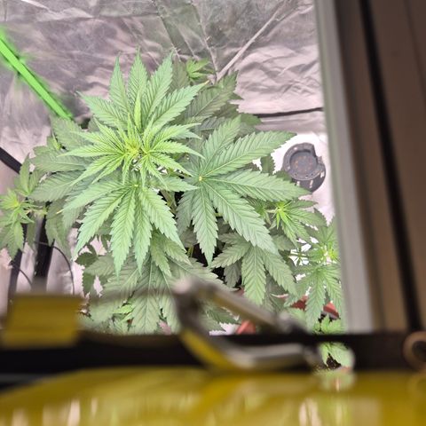 🌅Sherbi photo, blue sunset sherbert, Barneys farm  growlog timeline photo