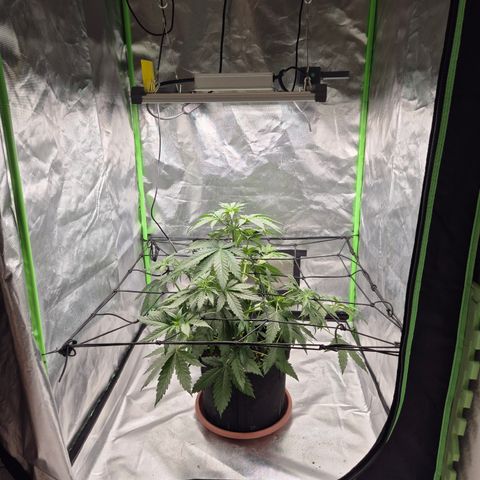 🌅Sherbi photo, blue sunset sherbert, Barneys farm  growlog timeline photo