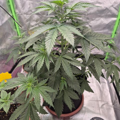🌅Sherbi photo, blue sunset sherbert, Barneys farm  growlog timeline photo