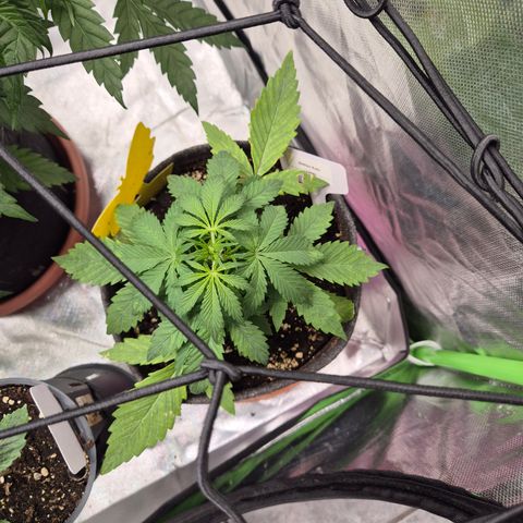 🌈 Zkittles auto🌈 growlog photo: Blattfarbe wird langsam, geben wir ihr ein wenig zeit