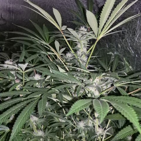 Karli - SHISKABERRY (auto) growlog timeline photo