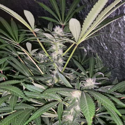 Karli - SHISKABERRY (auto) growlog timeline photo