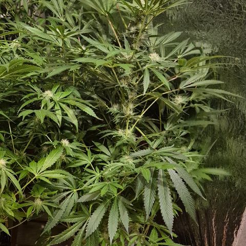 Karli - SHISKABERRY (auto) growlog timeline photo