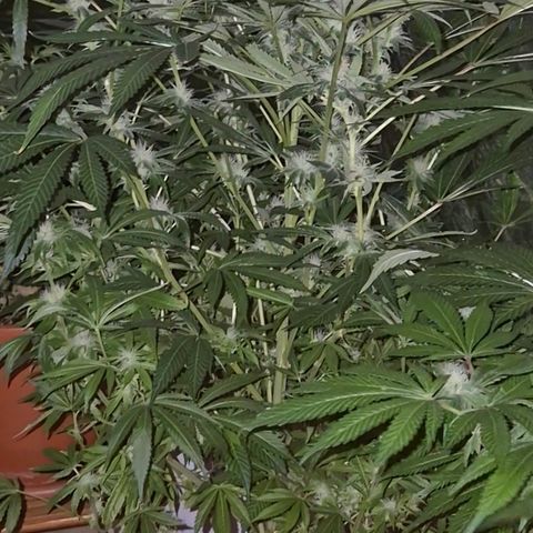 Karli - SHISKABERRY (auto) growlog timeline photo
