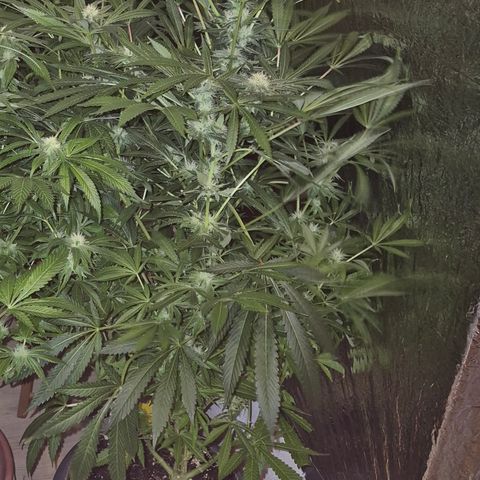 Karli - SHISKABERRY (auto) growlog timeline photo