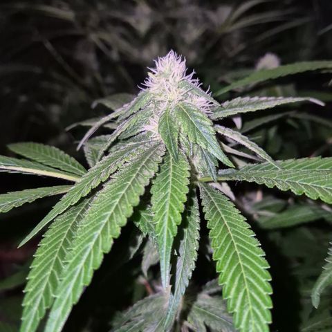 Kushi 😶‍🌫️(rest n. Teilernte/ critical kush, 9.1.24 🎁, Kümmerling) growlog timeline photo