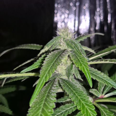 Kushi 😶‍🌫️(rest n. Teilernte/ critical kush, 9.1.24 🎁, Kümmerling) growlog timeline photo
