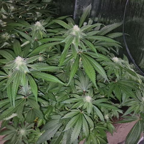 Kushi 😶‍🌫️(rest n. Teilernte/ critical kush, 9.1.24 🎁, Kümmerling) growlog timeline photo