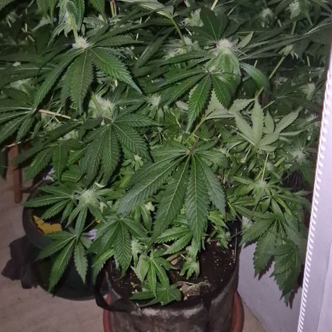 Kushi 😶‍🌫️(rest n. Teilernte/ critical kush, 9.1.24 🎁, Kümmerling) growlog timeline photo