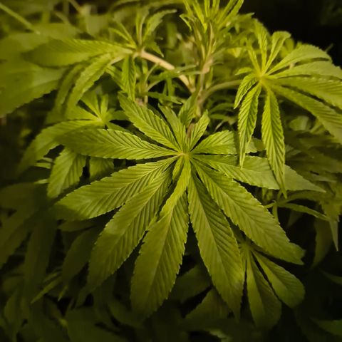 🍍Anna  #1 amnesia lemon  growlog photo: Die Umstellung auf blüte,  bzw. Der Umzug unter 600w NDL macht ihr etwas Stress, das wird schon! 👌