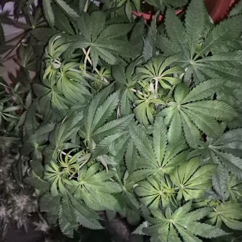 🍍Anna  #1 amnesia lemon  growlog photo: Die Umstellung auf blüte,  bzw. Der Umzug unter 600w NDL macht ihr etwas Stress, das wird schon! 👌