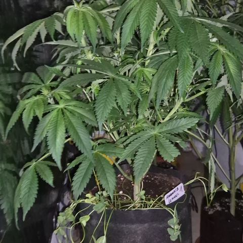🍍Anna  #1 amnesia lemon  growlog photo: Die Umstellung auf blüte,  bzw. Der Umzug unter 600w NDL macht ihr etwas Stress, das wird schon! 👌