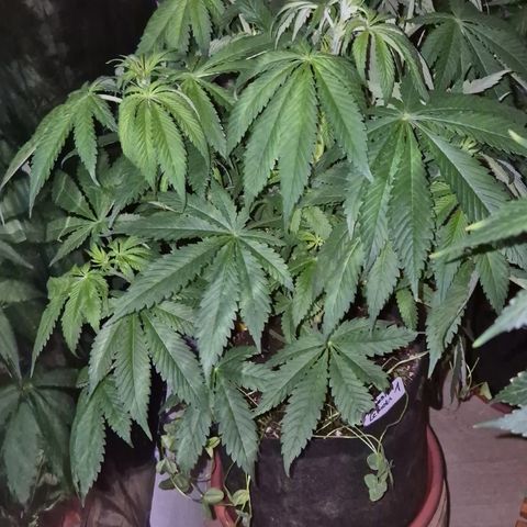 🍍Anna  #1 amnesia lemon  growlog photo: Die Umstellung auf blüte,  bzw. Der Umzug unter 600w NDL macht ihr etwas Stress, das wird schon! 👌