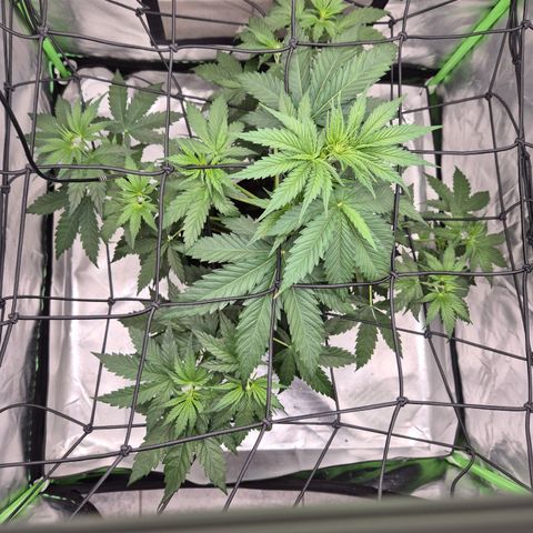 🌅Sherbi photo, blue sunset sherbert, Barneys farm  growlog timeline photo