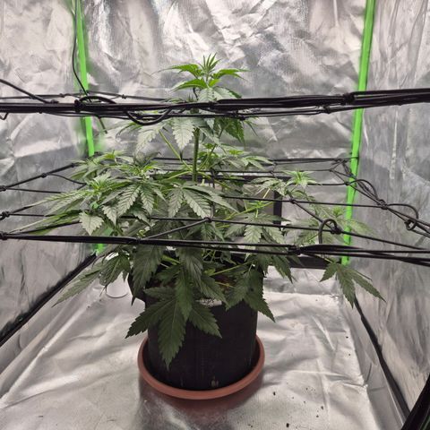 🌅Sherbi photo, blue sunset sherbert, Barneys farm  growlog timeline photo