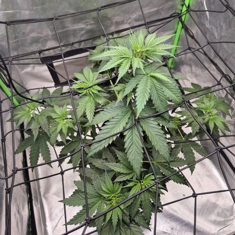 🌅Sherbi photo, blue sunset sherbert, Barneys farm  growlog timeline photo