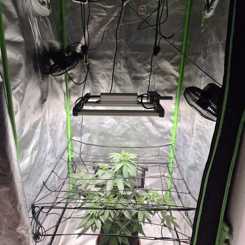 🌅Sherbi photo, blue sunset sherbert, Barneys farm  growlog timeline photo