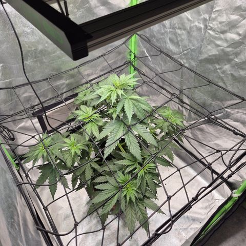 🌅Sherbi photo, blue sunset sherbert, Barneys farm  growlog timeline photo