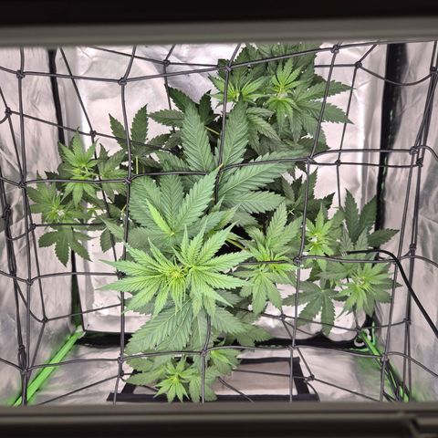 🌅Sherbi photo, blue sunset sherbert, Barneys farm  growlog timeline photo