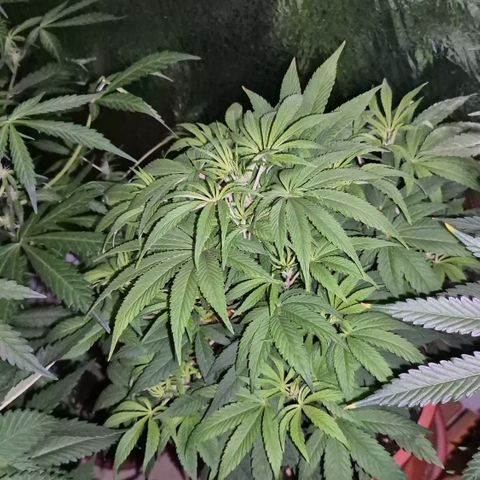 Mimosa evo Photo ♥️ Barney's Farm  growlog timeline photo