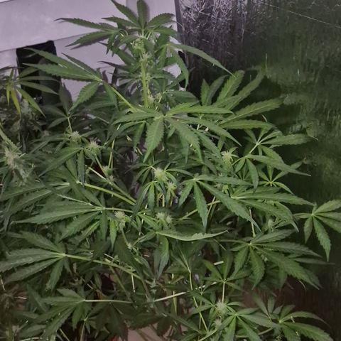 Runtzi Auto ♥️ Barney's Farm  growlog timeline photo