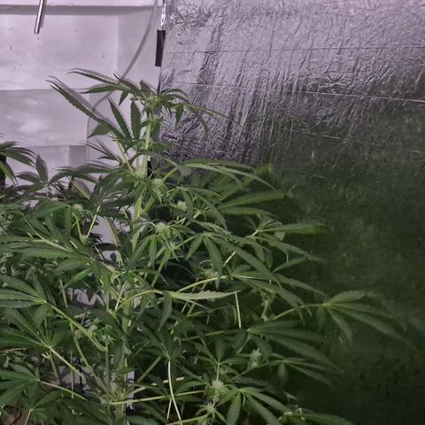 Runtzi Auto ♥️ Barney's Farm  growlog timeline photo