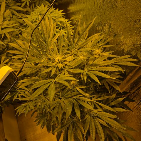 Karli - SHISKABERRY (auto) growlog timeline photo