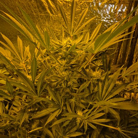 Karli - SHISKABERRY (auto) growlog timeline photo