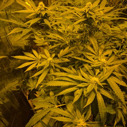 Kushi 😶‍🌫️(rest n. Teilernte/ critical kush, 9.1.24 🎁, Kümmerling) growlog timeline photo