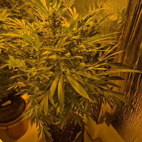 Karli - SHISKABERRY (auto) growlog timeline photo