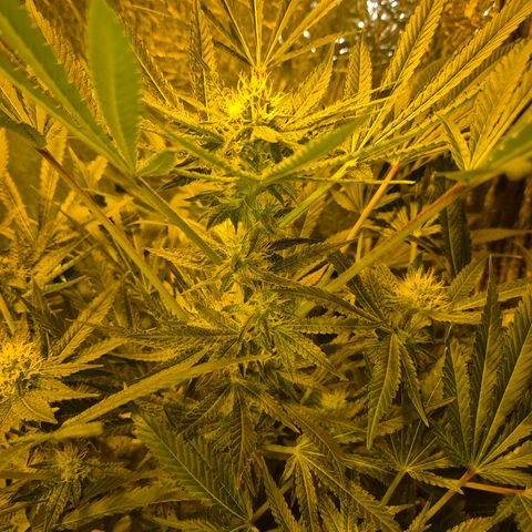 Karli - SHISKABERRY (auto) growlog timeline photo