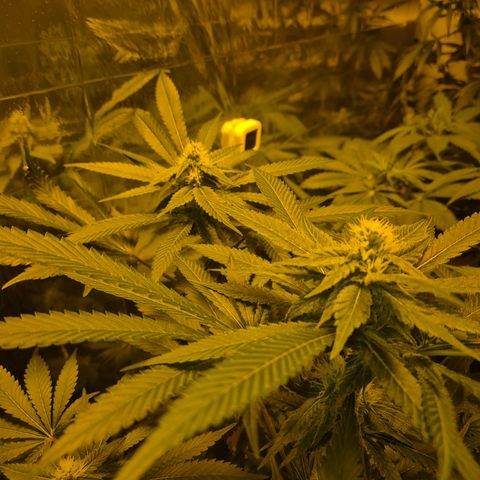 Kushi 😶‍🌫️(rest n. Teilernte/ critical kush, 9.1.24 🎁, Kümmerling) growlog timeline photo