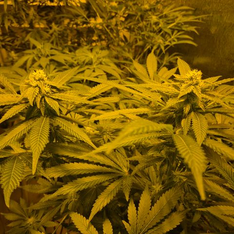 Kushi 😶‍🌫️(rest n. Teilernte/ critical kush, 9.1.24 🎁, Kümmerling) growlog timeline photo