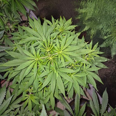 Mimosa evo Photo ♥️ Barney's Farm  growlog timeline photo