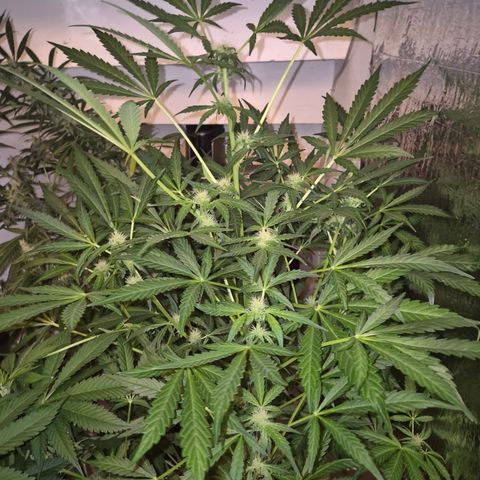 Runtzi Auto ♥️ Barney's Farm  growlog timeline photo