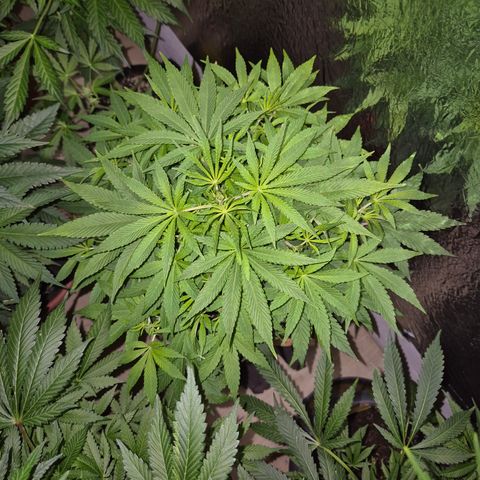 Mimosa evo Photo ♥️ Barney's Farm  growlog timeline photo