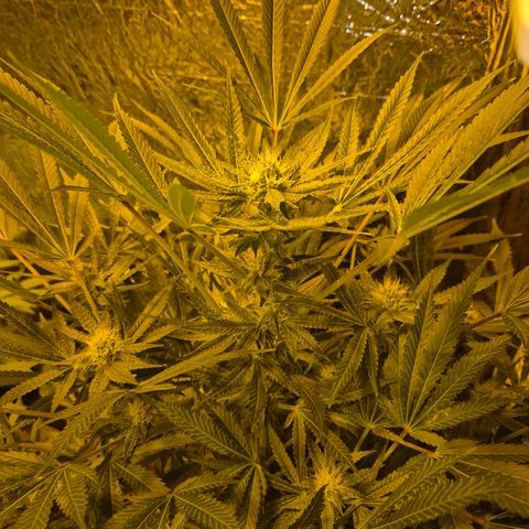 Karli - SHISKABERRY (auto) growlog timeline photo