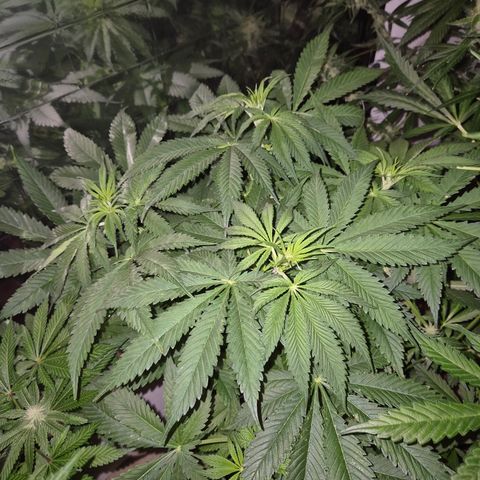 🍍Anna  #1 amnesia lemon  growlog timeline photo