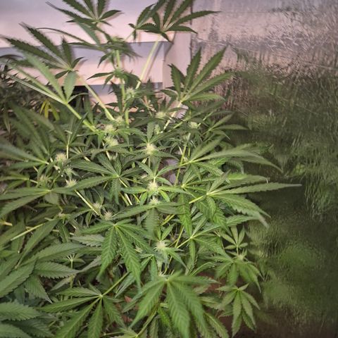 Runtzi Auto ♥️ Barney's Farm  growlog timeline photo