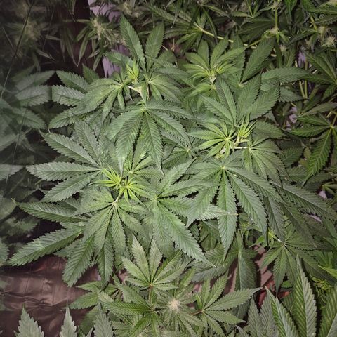 🍍Anna  #1 amnesia lemon  growlog timeline photo