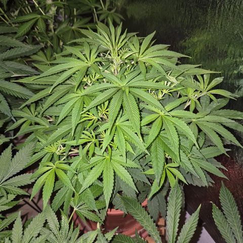 Mimosa evo Photo ♥️ Barney's Farm  growlog timeline photo