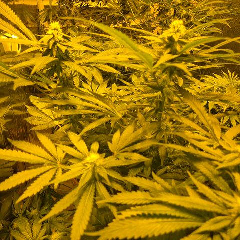 Kushi 😶‍🌫️(rest n. Teilernte/ critical kush, 9.1.24 🎁, Kümmerling) growlog timeline photo