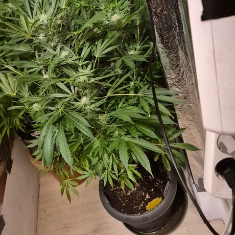 Karli - SHISKABERRY (auto) growlog timeline photo