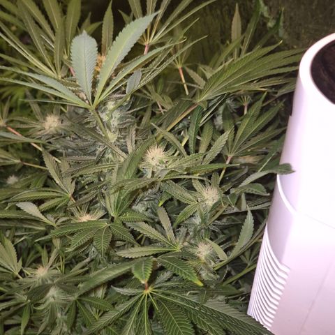 Karli - SHISKABERRY (auto) growlog timeline photo